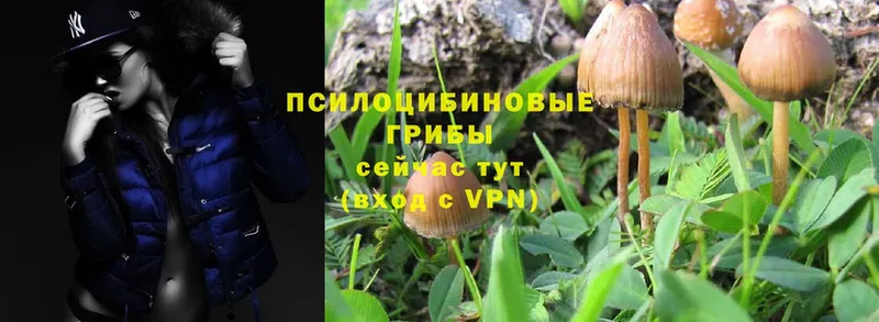 купить закладку  Бокситогорск  Галлюциногенные грибы Psilocybe 